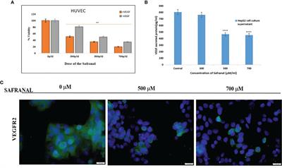 Safranal Inhibits Angiogenesis via Targeting HIF-1α/VEGF Machinery: In Vitro and Ex Vivo Insights